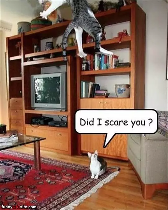 Did I Scare You