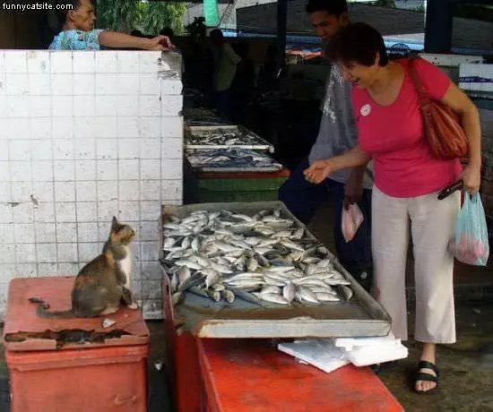 Selling Fish