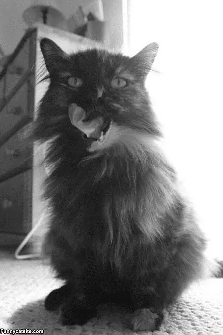 Nommmmm Cat