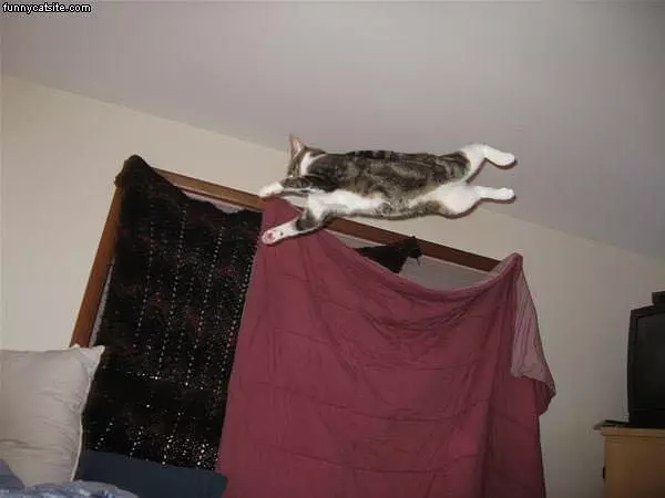 Flying Z