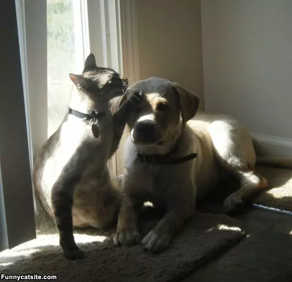 Its Ok Buddy