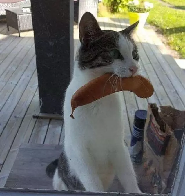 Got A Sausage