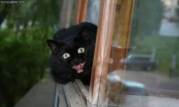 Yahhh