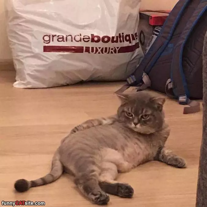 A Sasssssssy Cat
