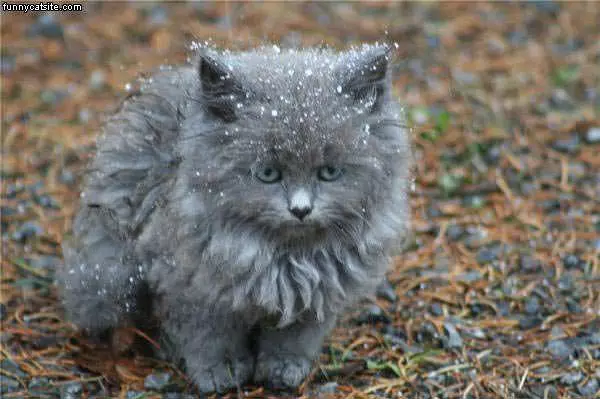 Hates Teh Snow