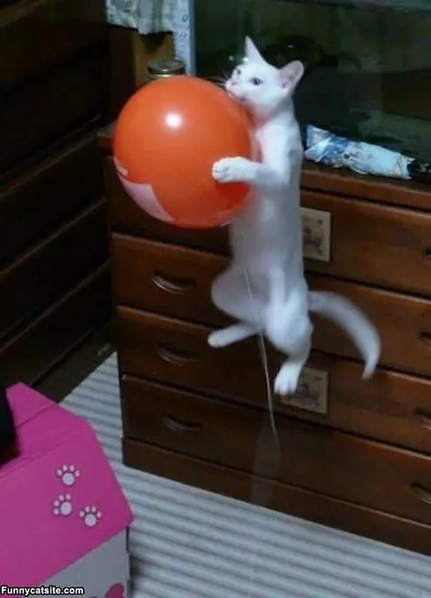 I Will Get It
