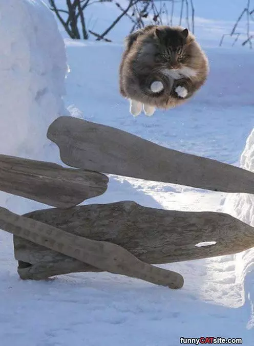 Majestic Flying Cat