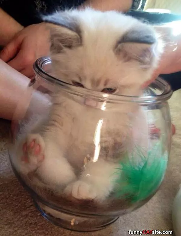 I Has A Small Jar