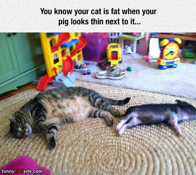 How To Know Your Cat Is Fat