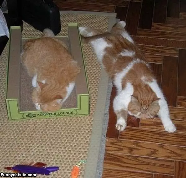 Laying Around Flat Cat