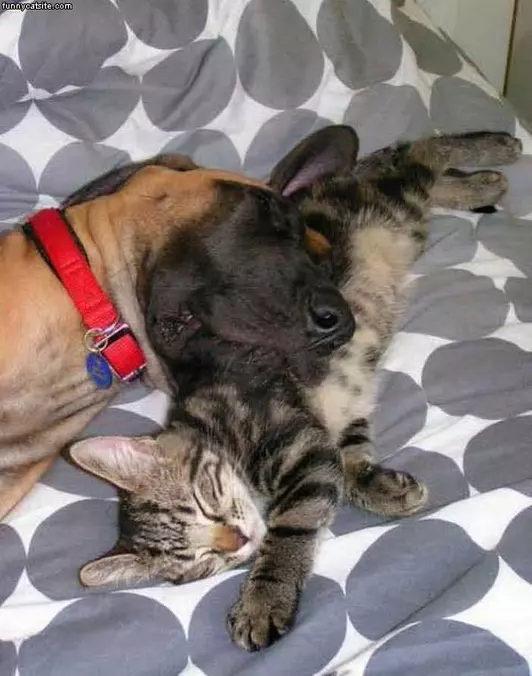 Good Pillow