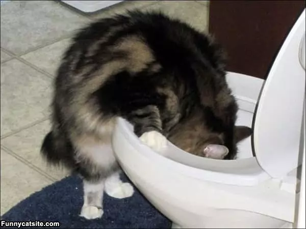 Whats In Here