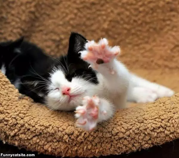 A Kitty Morning Stretch