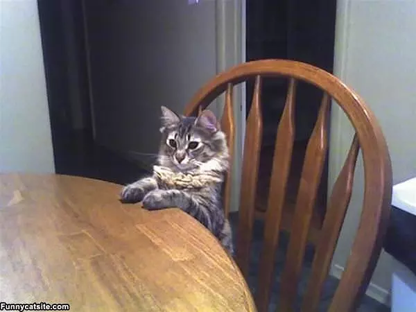 Bring Me Some Tuna