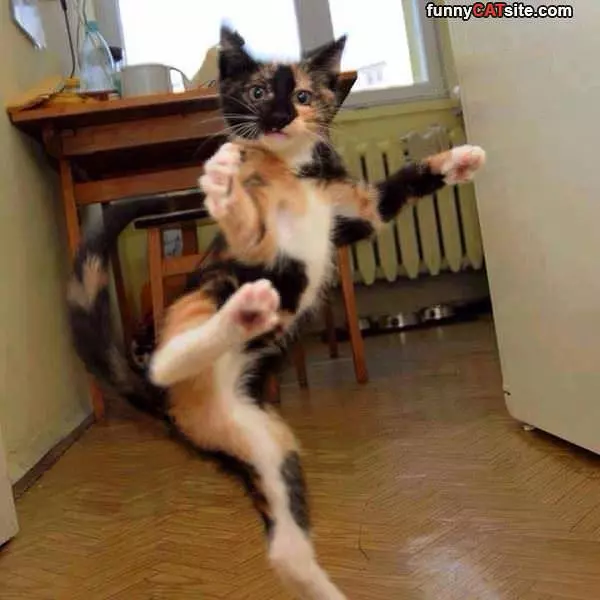 The Karate Cat Strikes
