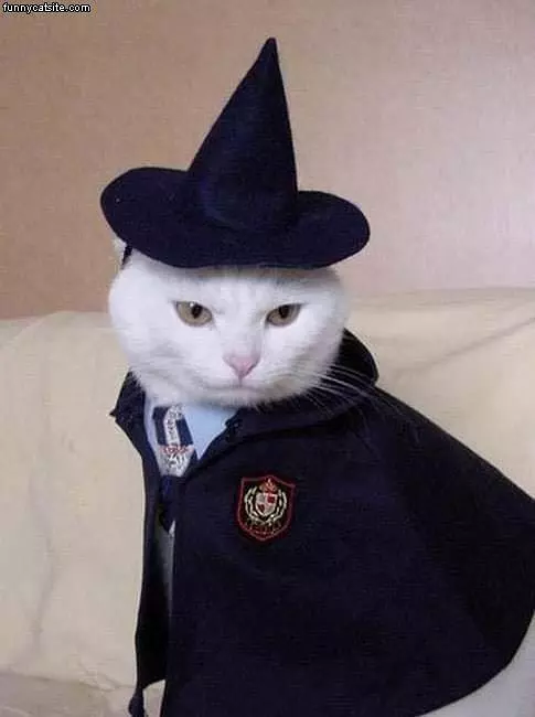 Witch Cat