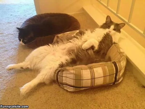 I Am The Lounge Cat