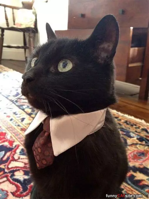 All Dressed Up Today