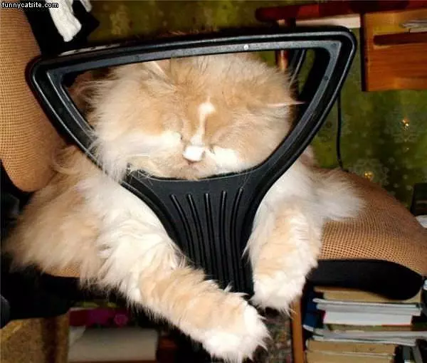 Will Sleep Anywhere
