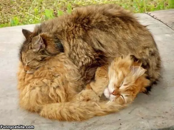 How Cats Stay Warm