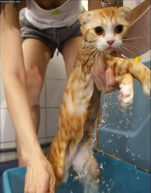 Cat Wash