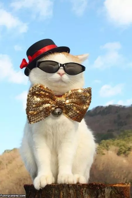 The Coolest Cat