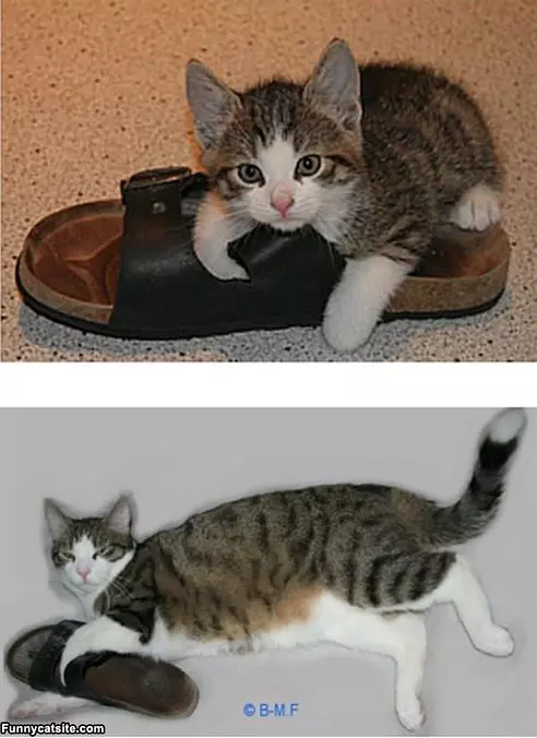 My Shoe