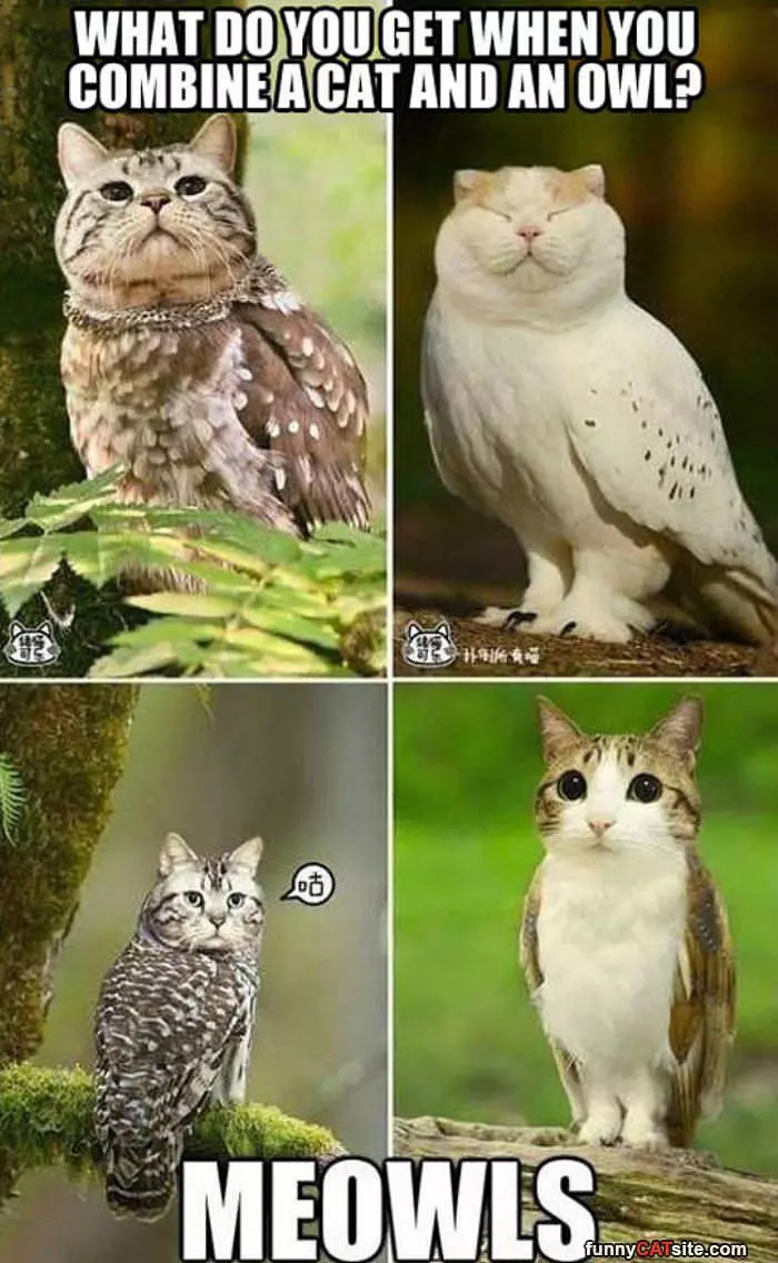 Meowls