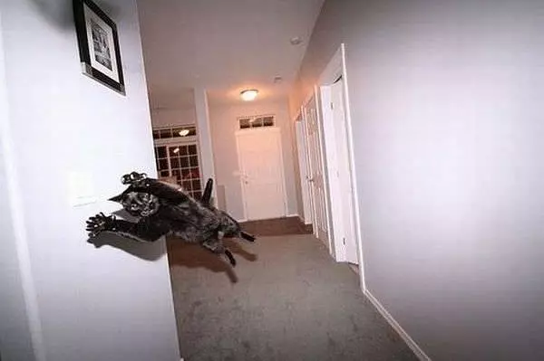 Superman Cat