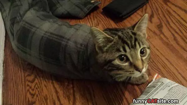 A Purrito