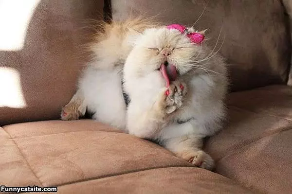 Fabulous Cat