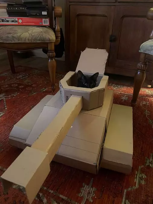 Tanko Cat