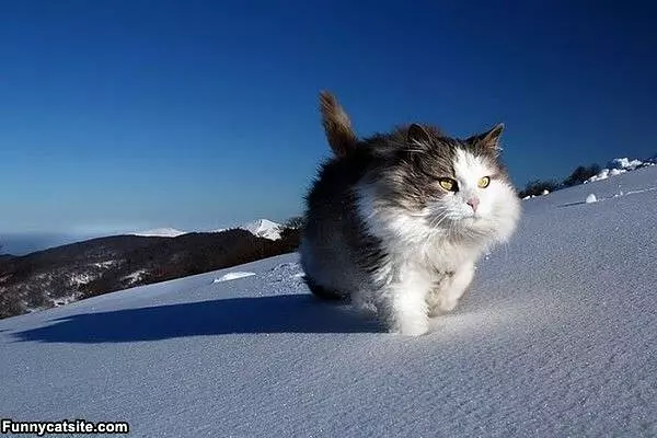 Running In The Snow