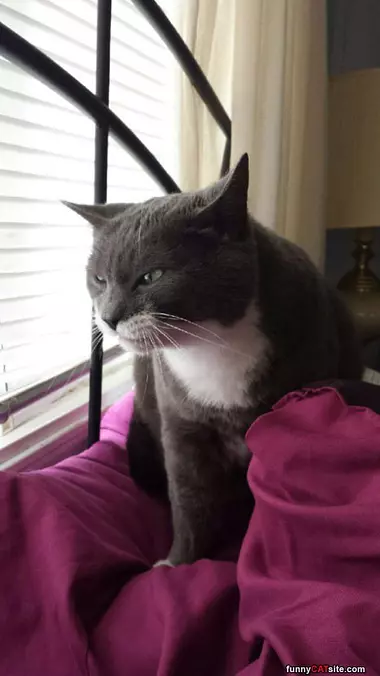 Grrrrr