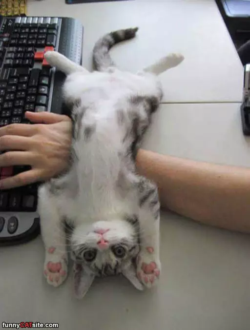Going To Lay Here