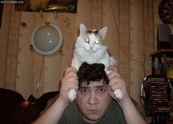 A Cat Hat