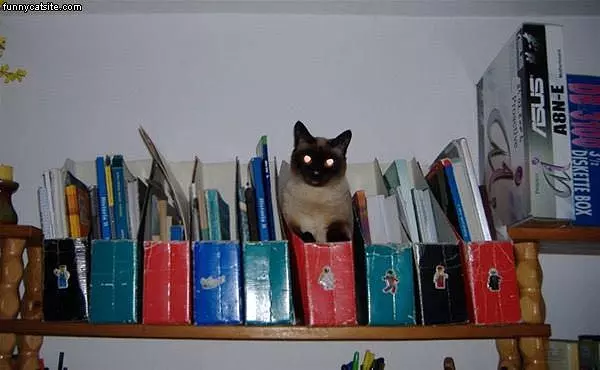 Bookshelf