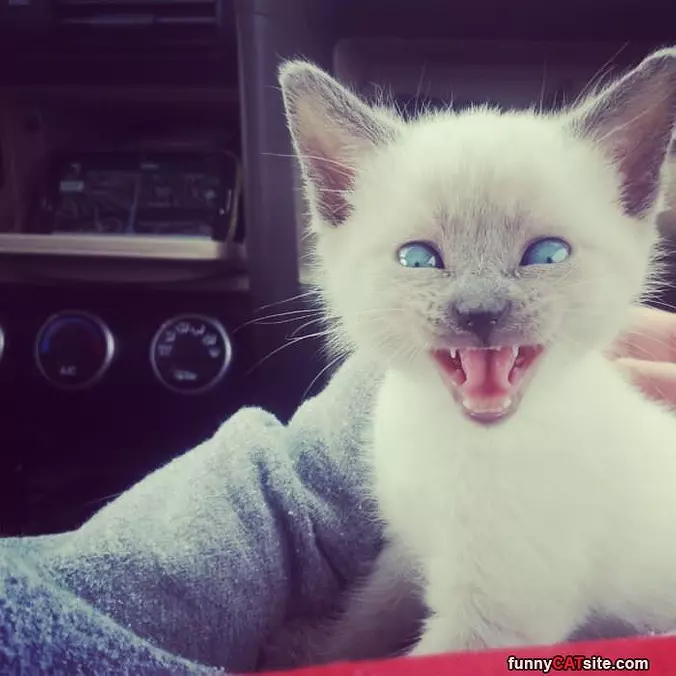 Can We Go To Get Tuna