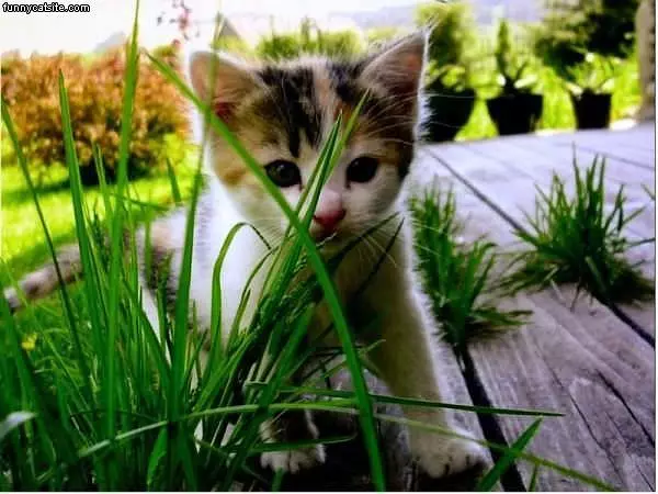 Kitty In The Grass