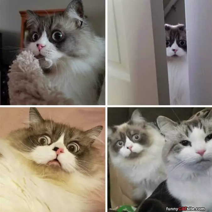 Many Faces