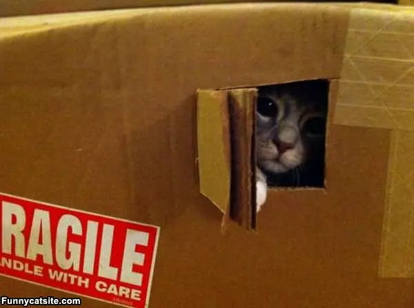 This Is My Fort