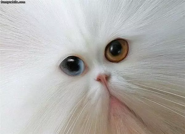 Cat Face