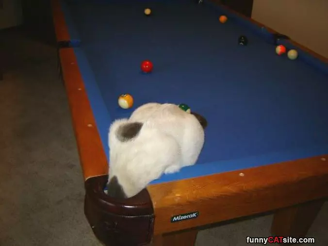 Places For Cats