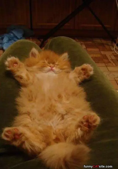 Fluffy Dreams