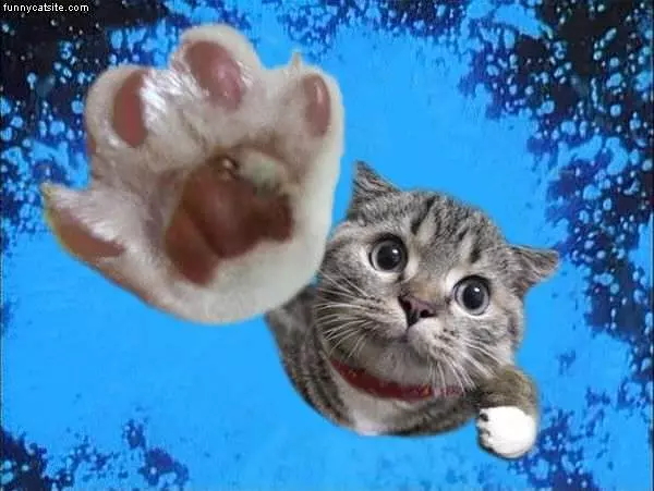 Cat Swatting