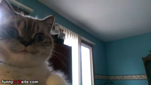 Such A Happy Cat