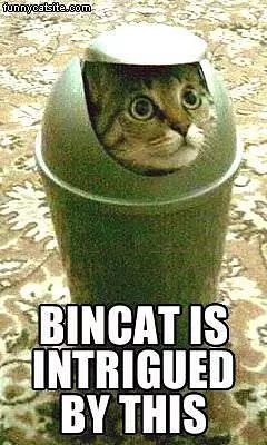 Bin Cat