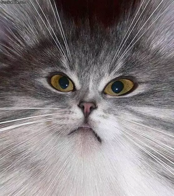 Cat Face Closeup