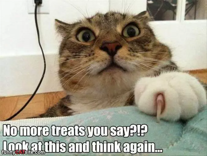 No More Treats You Say