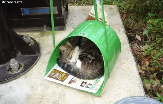 Cat House